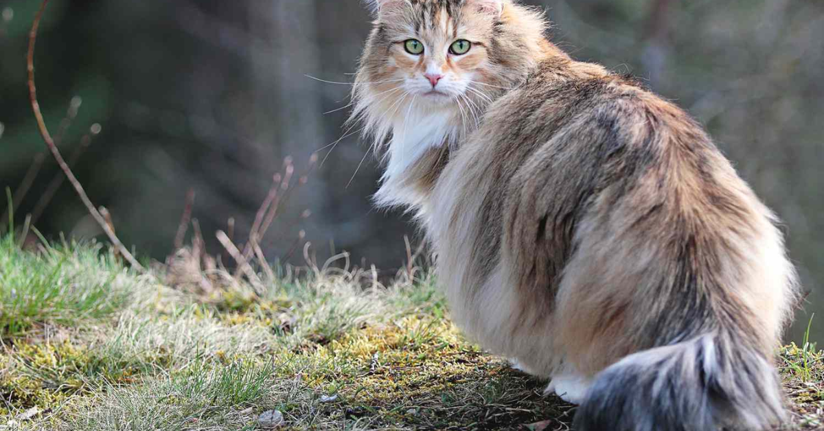 The Norwegian Forest Cat: A Majestic Feline with a Rich History