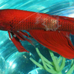 A Comprehensive Guide to Betta Fish Diseases (with Pictures)