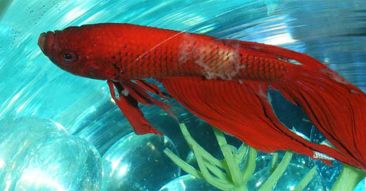 A Comprehensive Guide to Betta Fish Diseases (with Pictures)